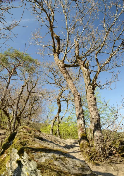 Uma Vista Árvores Sem Folhas Início Verão Sob Céu Azul — Fotografia de Stock