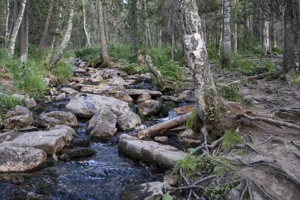 Ein Schöner Blick Auf Den Fließenden Felsigen Fluss Umgeben Von — Stockfoto