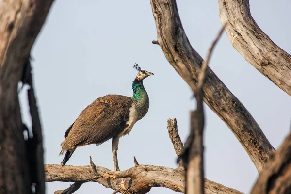 Detailní Záběr Indiánské Peafowl Pavo Cristatus Větvi Stromu Keoladeo National — Stock fotografie