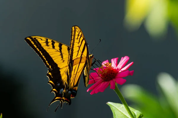 Merveilleux Papillon Jaune Sur Une Fleur — Photo