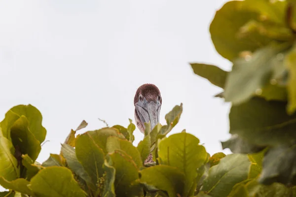 Ein Brauner Pelikan Hinter Einem Busch Einem Tropischen Wald — Stockfoto