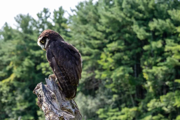 Eine Schöne Brilleneule Thront Auf Einem Baumstamm Wald — Stockfoto