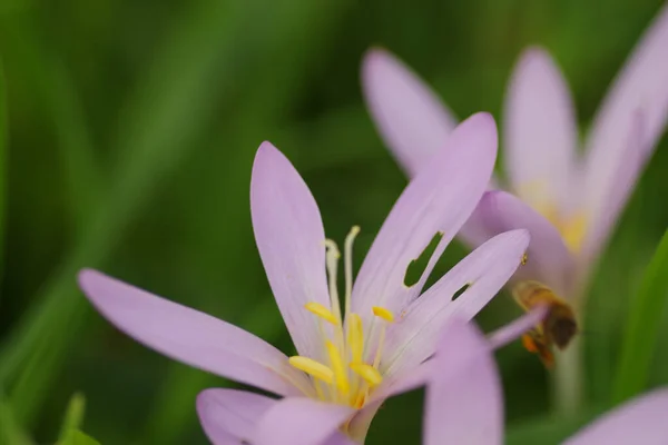 Κοντινό Πλάνο Αρκετών Μοβ Colchicum Autumnale Autumn Timeless Μια Μέλισσα — Φωτογραφία Αρχείου