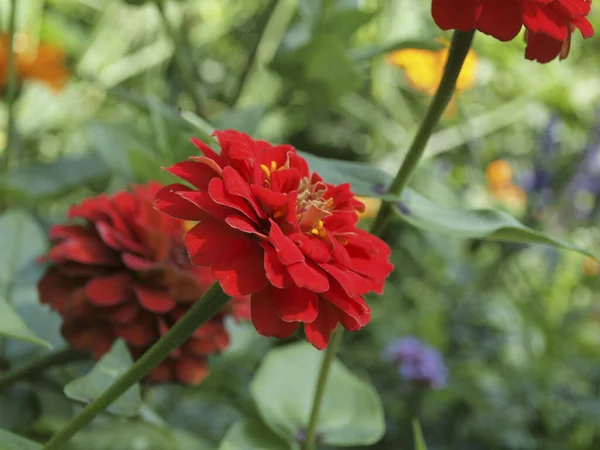 Tiro Seletivo Foco Planta Comum Zinnia Que Cresce Jardim — Fotografia de Stock