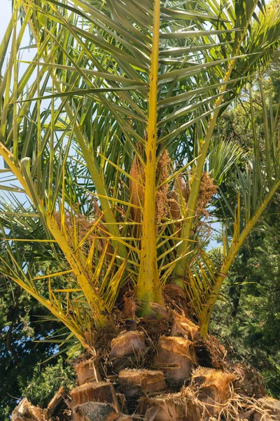Eine Nahaufnahme Des Stammes Und Der Blätter Einer Ananaspalme — Stockfoto