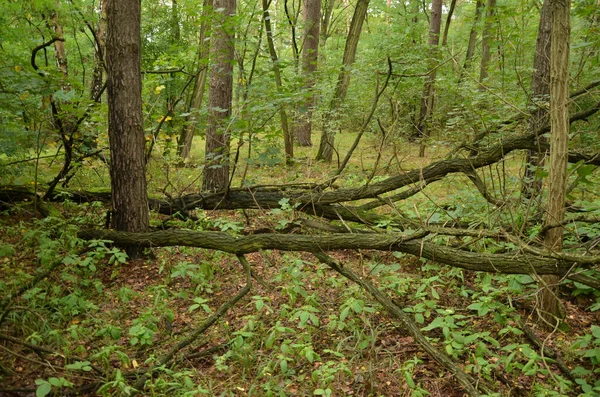 Faia Árvores Estão Recuperando Floresta Comercial — Fotografia de Stock