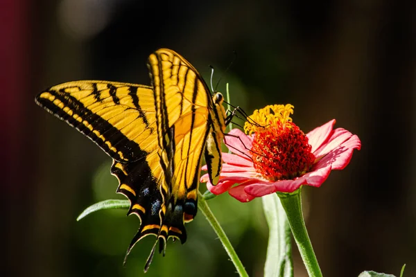 Merveilleux Papillon Jaune Sur Une Fleur — Photo