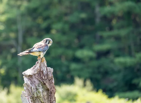 Een Mooie Amerikaanse Torenvalk Een Boomstam Het Bos — Stockfoto