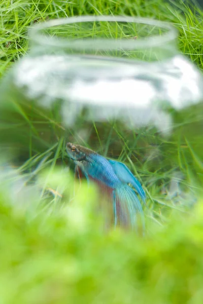 青い鱗と赤い鱗と ガラスの弓のはっきりとした透明な膨らみを通して見られるフィンを持つ美しいシアメスの戦い魚のぼやけた拡大写真 — ストック写真