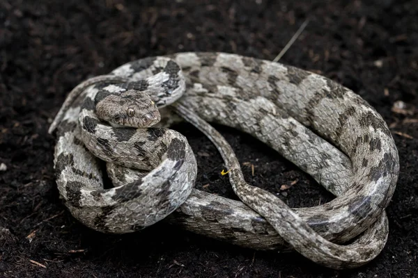 Een Europese Kattenslang Soosan Snake Telescopus Fallax Opgekruld Starend Een — Stockfoto