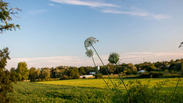 Растущее Растение Кукурузном Поле Облачным Голубым Небом Роанне Франция — стоковое фото