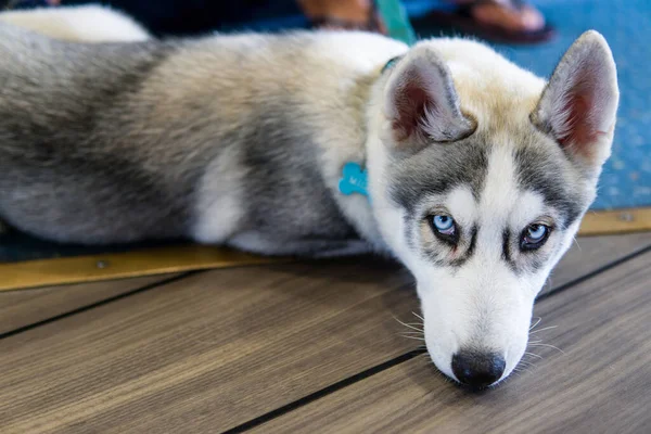 Close Widok Syberyjski Husky Szczeniak Leżący Obok Swoich Właścicieli — Zdjęcie stockowe