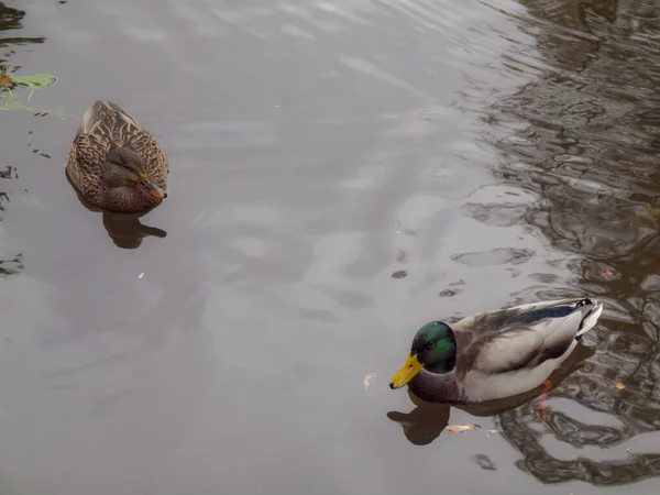 两只鸭子在湖中游泳的特写镜头 — 图库照片