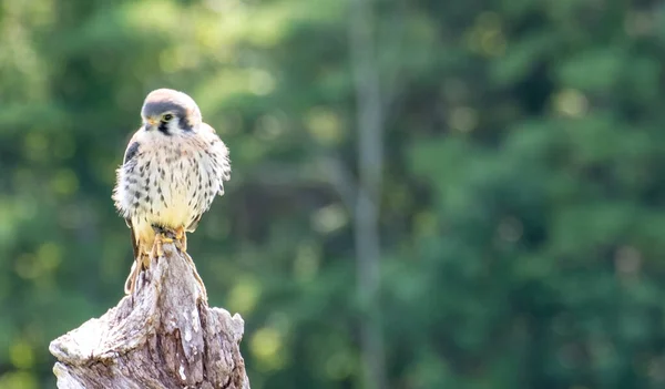 Beautiful American Kestrel Perched Log Forest — Stock Photo, Image