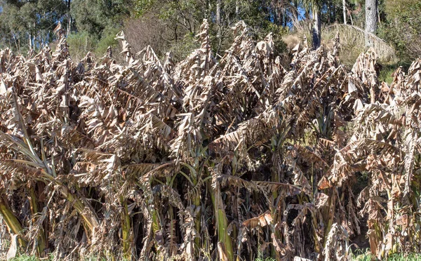 Paesaggio Con Banani Con Foglie Congelate Nel Sud Del Brasile — Foto Stock