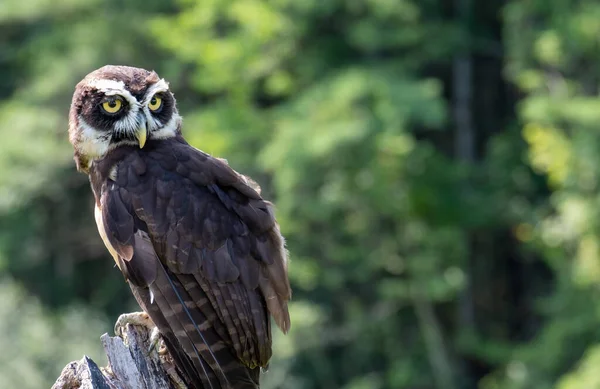 Beautiful Spectacled Owl Perched Log Forest — Stock Photo, Image