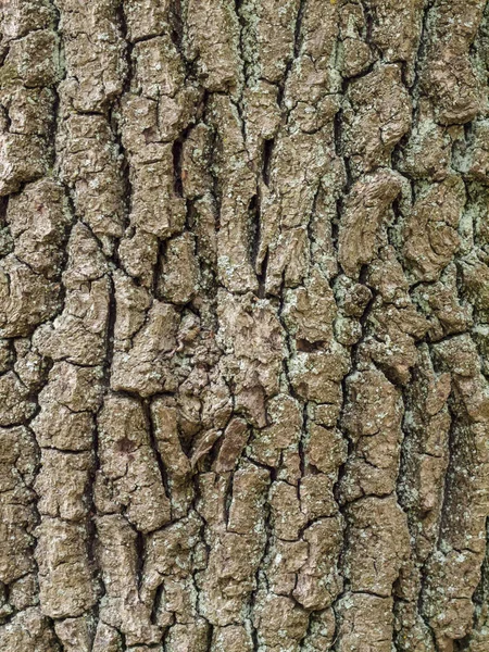 Vertikal Närbild Skott Bruten Tjock Träd Bark — Stockfoto