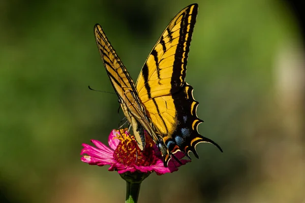 Una Meravigliosa Farfalla Gialla Fiore — Foto Stock