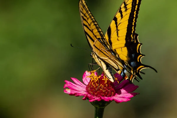 Bir Çiçeğin Üzerinde Harika Sarı Bir Kelebek — Stok fotoğraf