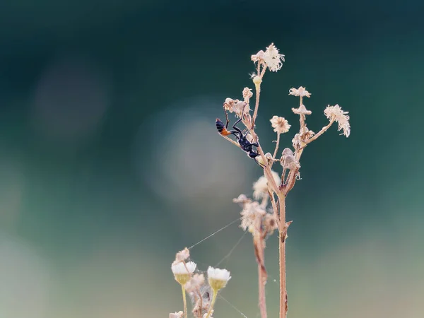 Selective Focus Shot Small Bug Weaving Webs Beautiful White Flowers — Stock Photo, Image