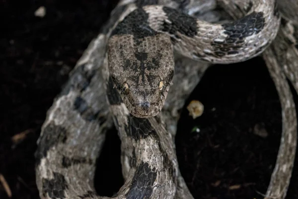 Serpent Chat Européen Serpent Soosan Telescopus Fallax Enroulé Regardant Fixement — Photo