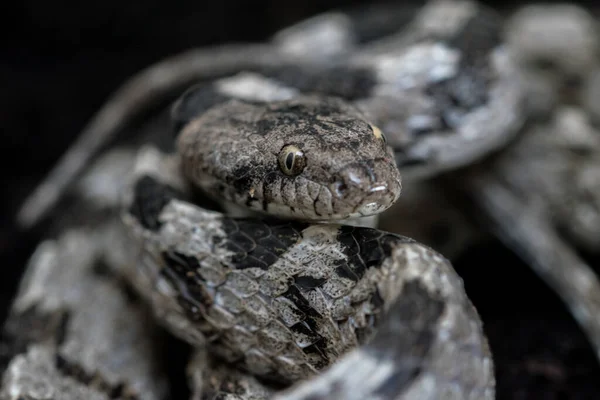 Een Europese Kattenslang Soosan Snake Telescopus Fallax Opgekruld Starend Een — Stockfoto