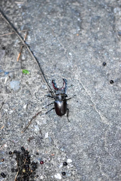 Besouro Veado Lucanus Cervus Lugar Livre — Fotografia de Stock