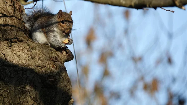 Una Adorable Ardilla Gris Pequeña Sentada Tronco Del Árbol Comiendo — Foto de Stock