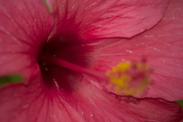 Tropikalny Jasny Hibiskus Lub Hibisco Gwatemali Ameryce Środkowej — Zdjęcie stockowe
