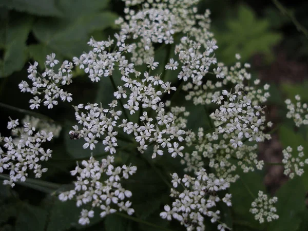 Gros Plan Des Fleurs Mauvaises Herbes Bishop Poussant Dans Forêt — Photo