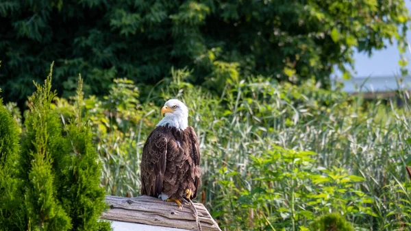 Ein Wunderschöner Weißkopfseeadler Einem Naturschutzgebiet Südwesten Ontarios — Stockfoto