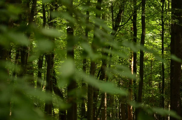 Первісний Буковий Ліс Краю Старої Відкритої Вугільної Шахти Лусатії — стокове фото