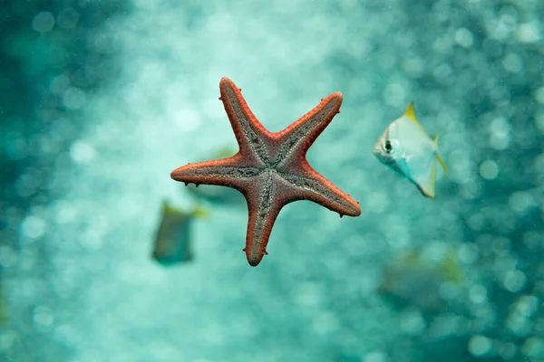 Ett Grunt Fokus Röd Havsstjärna Blått Glänsande Vatten Bredvid Fisk — Stockfoto