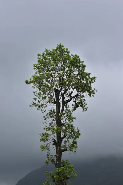 Вертикальный Снимок Одинокого Высокого Дерева Растущего Фоне Туманной Среды — стоковое фото