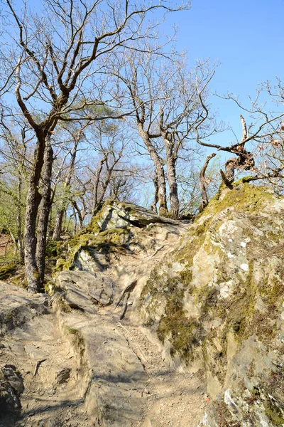 Blick Auf Einen Pfad Mit Blattlosen Bäumen Beginn Des Sommers — Stockfoto