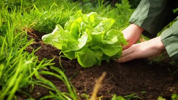 Mani Donna Che Tengono Una Lattuga Verde Giardino — Video Stock