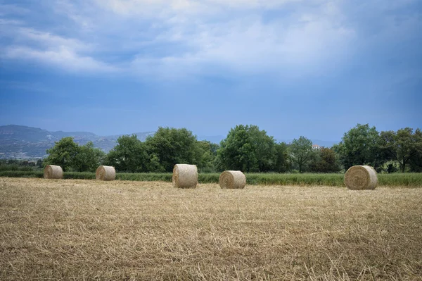 Grande Campo Trigo Com Fardos Palha Dia Nublado — Fotografia de Stock