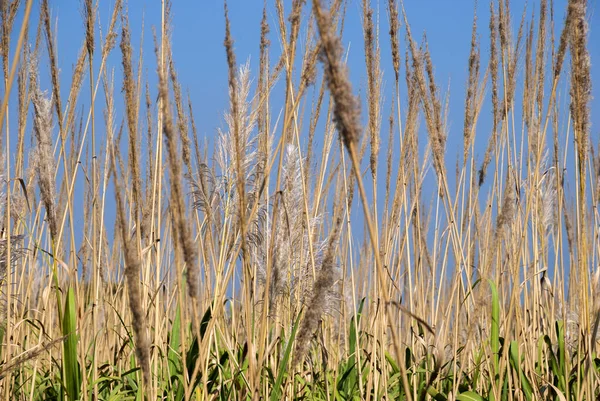 Tropikalne Kwiaty Trzciny Cukrowej Zachodzie Słońca Gwatemali Saccharum Officinarum — Zdjęcie stockowe