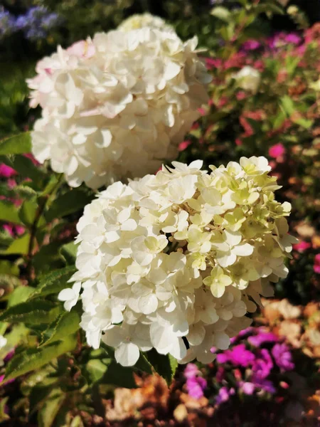 Santiago Compostela Spanya Bir Bahçede Beyaz Çiçeklerin Dikey Çekimi — Stok fotoğraf