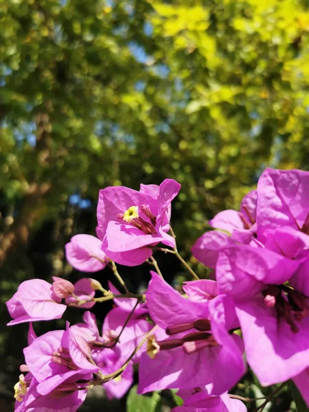 Plan Vertical Fleurs Roses Dans Jardin Santiago Compostela Espagne — Photo