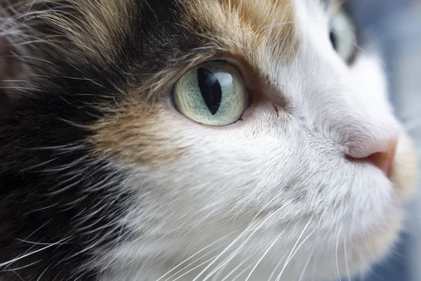 Detailní Záběr Tvář Roztomilé Malé Kočky Vzhlížející — Stock fotografie