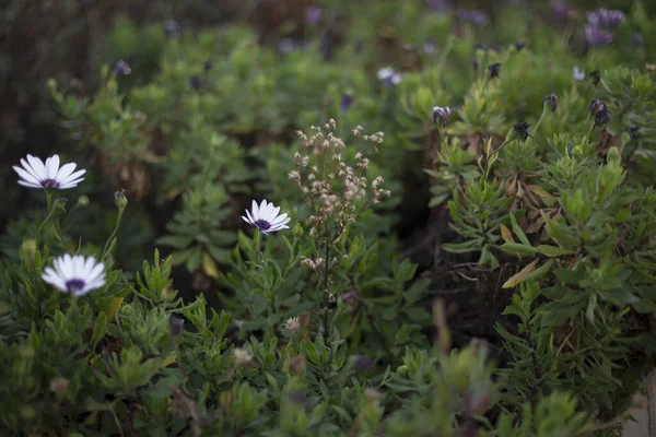 Krásné Květy Asteraceae Zahradě — Stock fotografie