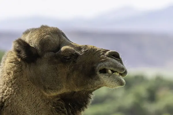 Das Porträt Eines Kamels Freien Bei Tageslicht — Stockfoto