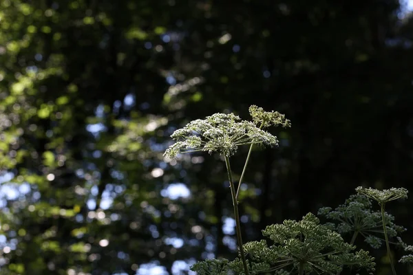 Una Alcaravea Plantas Con Flores Hite Hinojo Meridiano — Foto de Stock