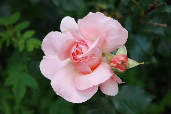 Detailní Záběr Rozkvetlé Růžové Růže — Stock fotografie