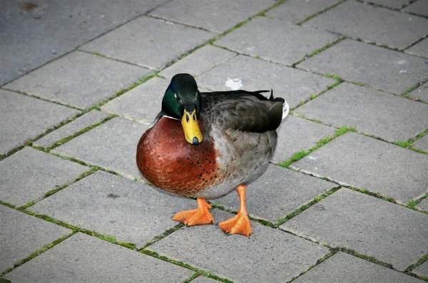 Egy Közeli Kép Egy Vadkacsáról Parkban — Stock Fotó