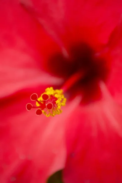 Tropikalny Jasny Hibiskus Lub Hibisco Gwatemali Ameryce Środkowej — Zdjęcie stockowe