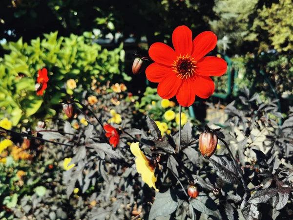 Primo Piano Giardino Pieno Fiori Rossi Gialli Santiago Compostela Spagna — Foto Stock