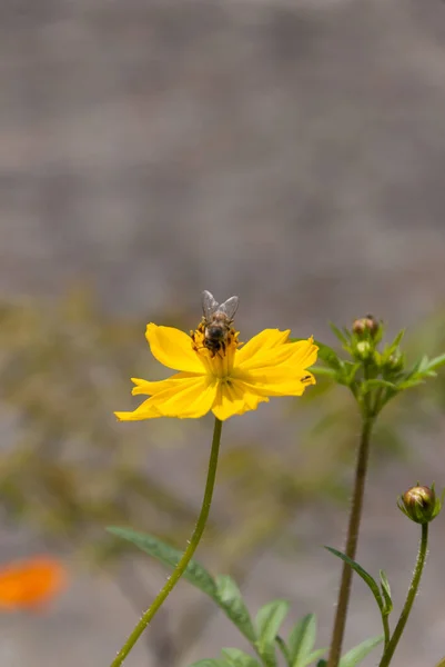 Kosmos Blume Guatemala Tropisch Und Biene Guatemala — Stockfoto