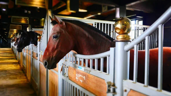 馬小屋の中で美しい茶色の馬のクローズアップショット — ストック写真